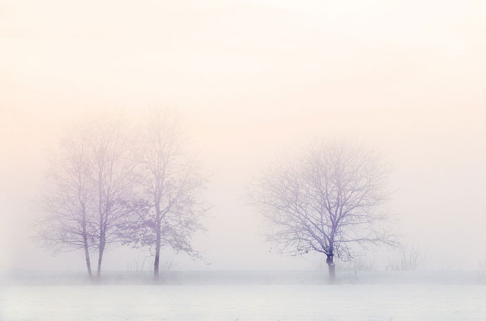High-key winter landscape with three trees